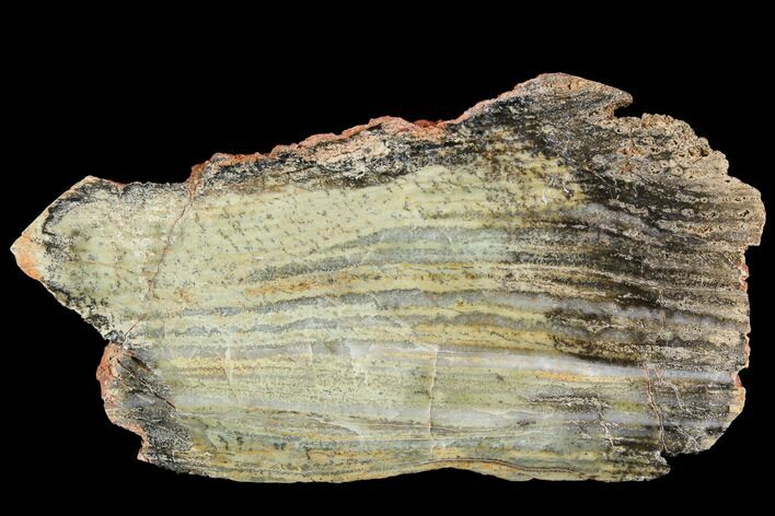 Strelley Pool Stromatolite - Billion Years Old #92635